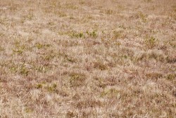 Landes Vergam 2015 (2)