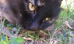 Les lézards sont une des proies fréquentes des chats et spécialement l'orvet.