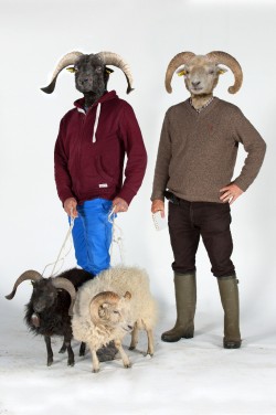 Le mouton d'Ouessant nous a pris la tête