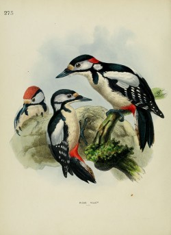 Pic épeiche
