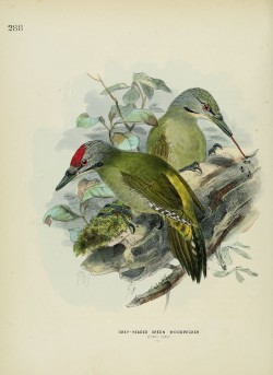 pic cendré