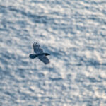 Grand corbeau en vol