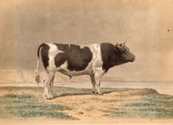 Taureau breton 1858