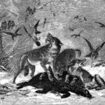 Gridel Loups au carnage