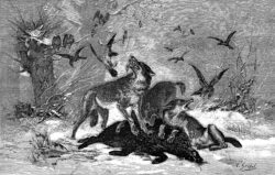 Gridel Loups au carnage