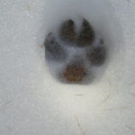 Trace de loup dans la neige